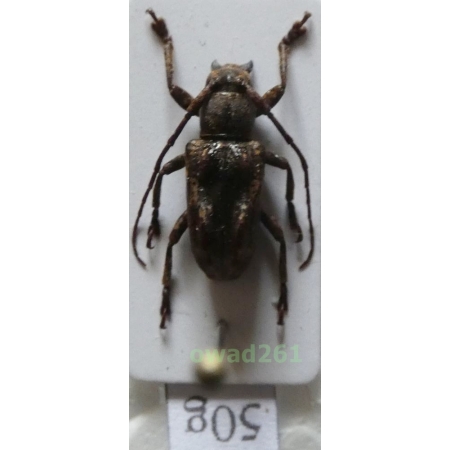 Pterolophia sp. female Philippines50g